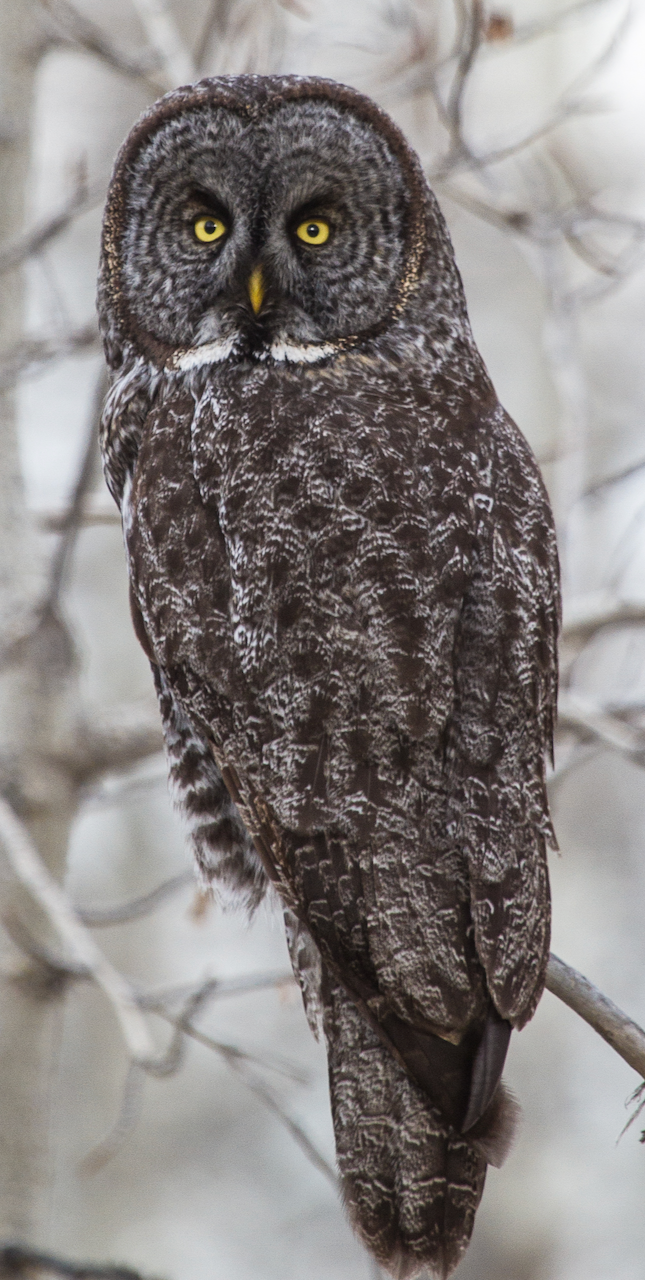 Great Gray Owl photo by David Mitchell