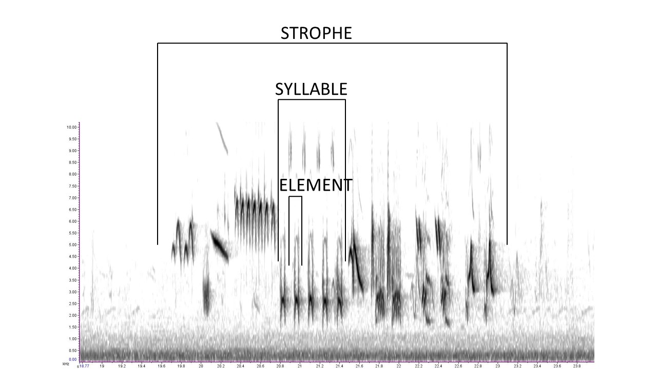 song spectrogram