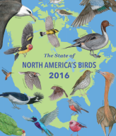 The Institute For Bird Populations – Home Page