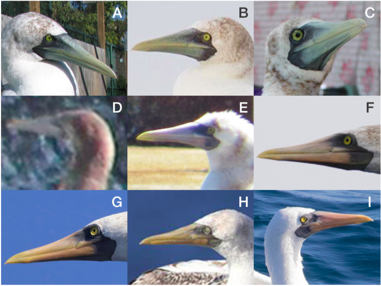 Masked Booby Overview, All About Birds, Cornell Lab of Ornithology