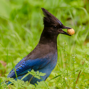 California NatureMapping - Steller's Jay Fact Sheet