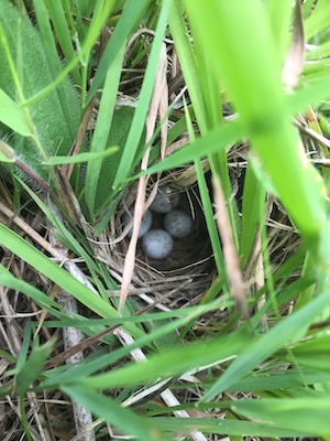 bobolink nest