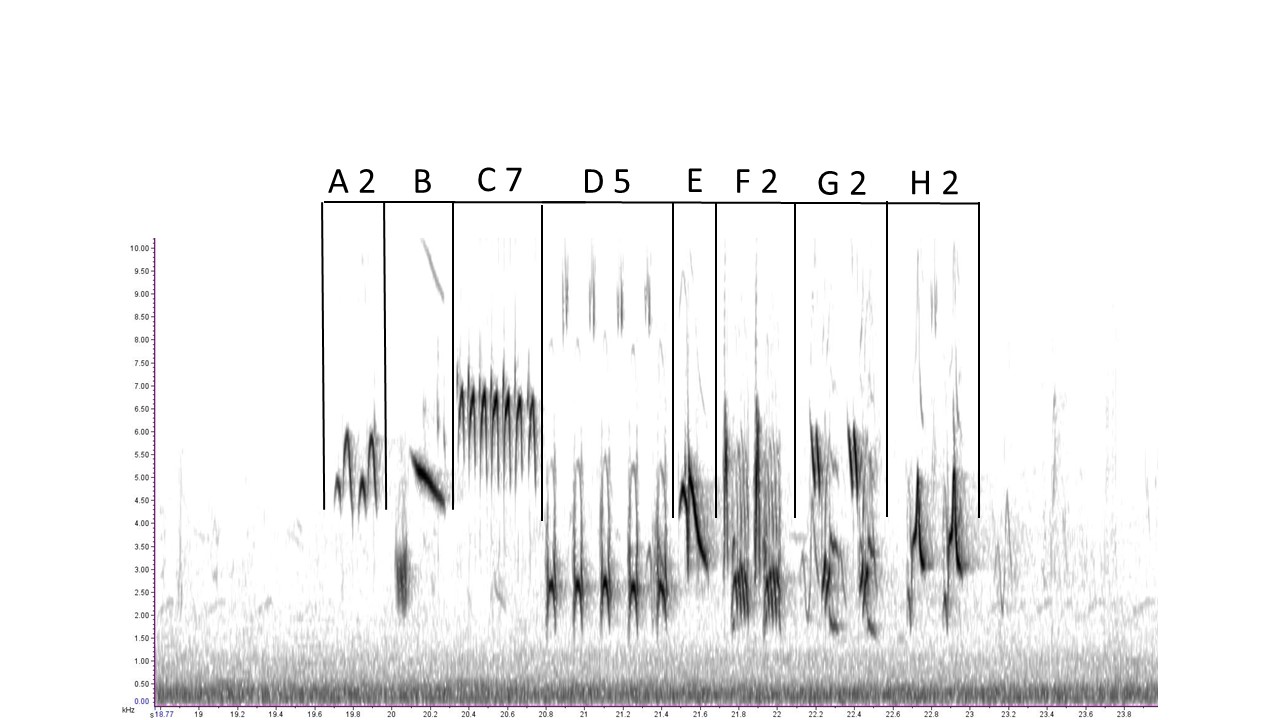 song spectrogram