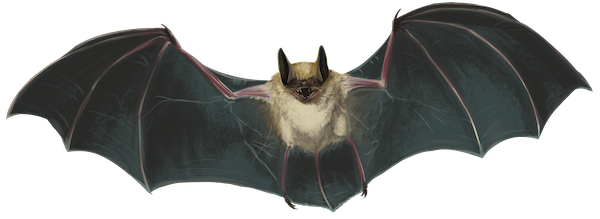 bat illustration