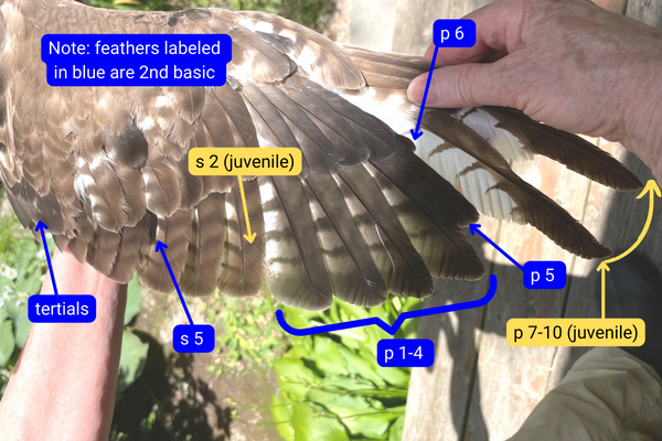 Bird feathers: types, molt & more - Plantura