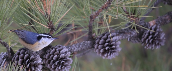 Northwest National Parks banner photo