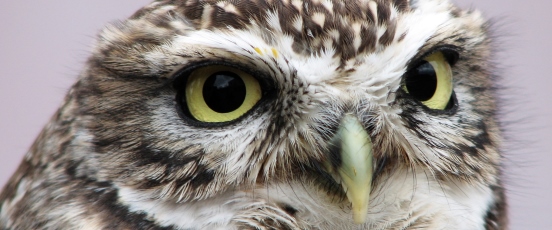 Burrowing Owl Population Monitoring Program banner photo