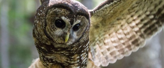 California Spotted Owls and Fire banner photo