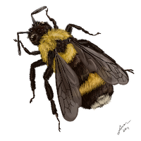 western bumble bee painting