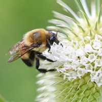 Bee Pollinator Photo